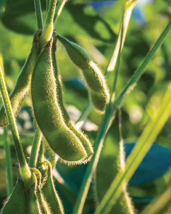 Genetically Modified Food Scheme